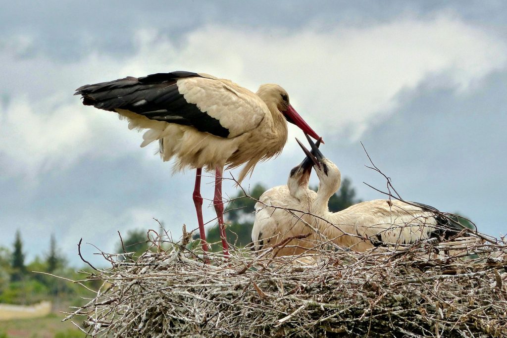 stork in algarve storks of the algarve